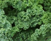Fresh Kale from the Garden