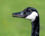 pexels-masoodaslami-19996068