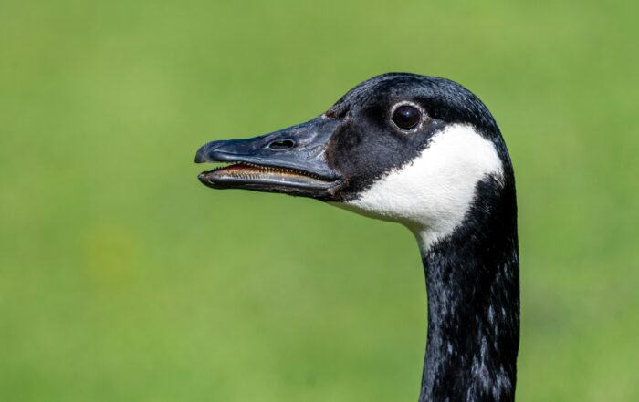 pexels-masoodaslami-19996068