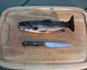 ckaras-rainbow-trout-80339